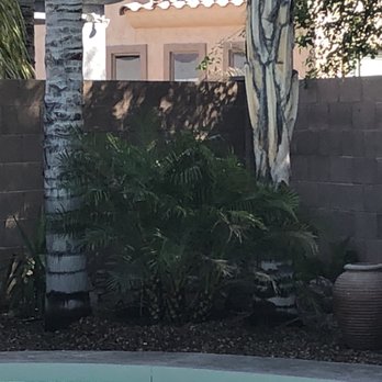 Moon Valley Nurseries - Existing queen palms planted Pygmy palm - Nurseries & Gardening Near Me - Chandler, Arizona Moon Valley Nurseries - Existing queen palms planted Pygmy palm - Nurseries & Gardening Near Me - Chandler, Arizona