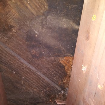 South Bay Termite Control - I had to check ALL of their work. THey didn't remove any dry rot with me hovering over them. Then covered it up instead of removing it. - Pest Control Near Me South Bay Termite Control - I had to check ALL of their work. THey didn't remove any dry rot with me hovering over them. Then covered it up instead of removing it. - Pest Control Near Me