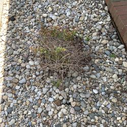 Unique Designs Nursery & Landscaping - Half dead bush