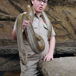 The Reptile Zoo - Burmese Python - about 4 yrs old 03-22-2025