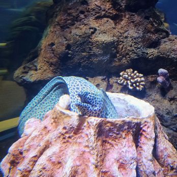 Oregon Coast Aquarium - Aquariums Near Me - Newport, Oregon Oregon Coast Aquarium - Aquariums Near Me - Newport, Oregon