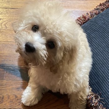 Paw La La - After.  Look at those round puppy eyes - Pet Sitting Near Me - Los Angeles, California