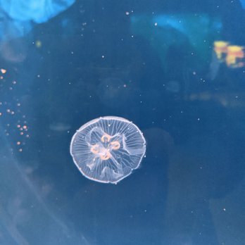 Shedd Aquarium - Jellyfish - Aquariums Near Me - Chicago, Illinois Shedd Aquarium - Jellyfish - Aquariums Near Me - Chicago, Illinois