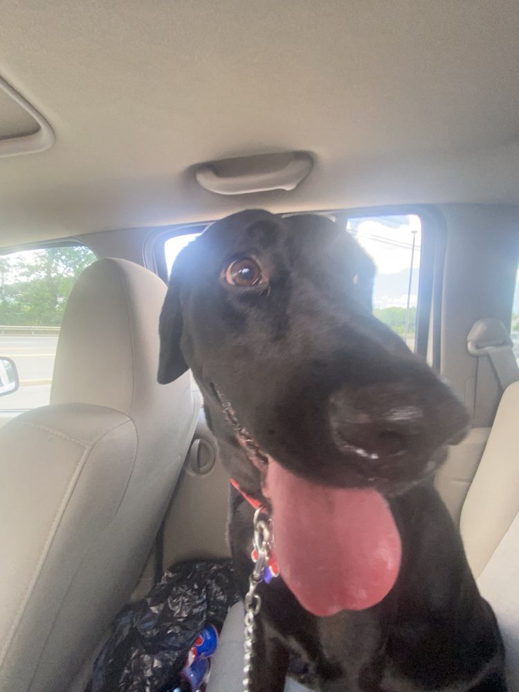 BARNYARD KENNELS 537 Beaver Dam Rd, Butler, Pennsylvania Pet