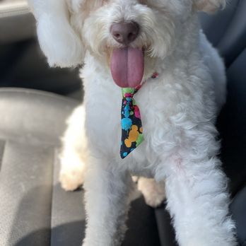 We Groom Pets - Pet Groomers Near Me - Downey, California