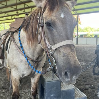 Lone Star Ranch & Rodeo - My horse, Dude-- such a sweet guy - Horseback Riding Near Me - Austin, Texas Lone Star Ranch & Rodeo - My horse, Dude-- such a sweet guy - Horseback Riding Near Me - Austin, Texas