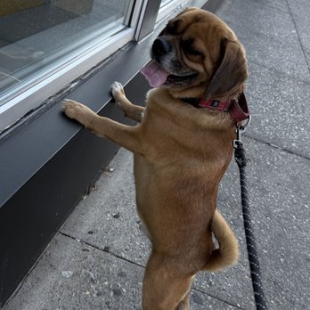Beyond Boundaries K9 Solutions - Pet Training Near Me