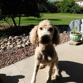 the dapper dog grooming salon