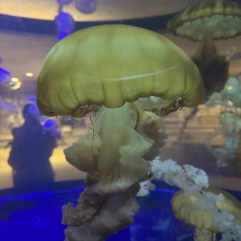 Shark Reef Aquarium at Mandalay Bay - Jellyfish - Aquariums Near Me - Las Vegas, Nevada