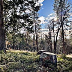 Sierra Outdoor School - Unbelievable, undisturbed, and zero trace. Thanks to the Naturalists and staff at SOS!