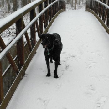 Flowing Well Park - Dog at one of the bridges - Parks Near Me - Carmel, Indiana