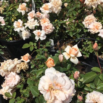 Russian River Rose Company - Nurseries & Gardening Near Me - Healdsburg, California Russian River Rose Company - Nurseries & Gardening Near Me - Healdsburg, California