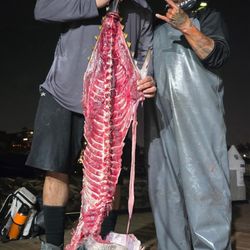 Fishing Charters 365 - Lunch and Dinner!