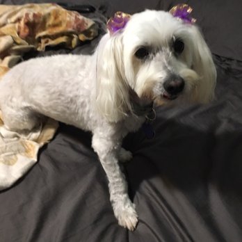 Pet Paradise Grooming Salon - My baby smells good!! - Pet Groomers Near Me - Chicago, Illinois Pet Paradise Grooming Salon - My baby smells good!! - Pet Groomers Near Me - Chicago, Illinois