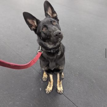 Puppy-Wuppy - Pet Training Near Me - Hackettstown, New Jersey