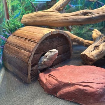 Scales 'N Tails Phoenix West - Cheech - Reptile Shops Near Me - Phoenix, Arizona Scales 'N Tails Phoenix West - Cheech - Reptile Shops Near Me - Phoenix, Arizona