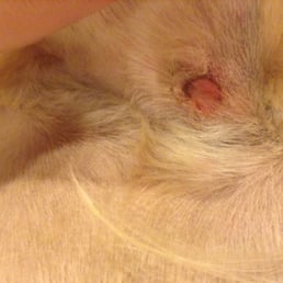 After 8 hour trim,my dog came home with a nice cut. I understand accidents happen, not acceptable when you don't tell the owner After 8 hour trim,my dog came home with a nice cut. I understand accidents happen, not acceptable when you don't tell the owner