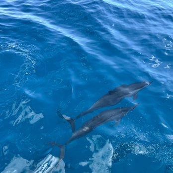 Blue Dolphin Charters - Boating Near Me - Eleele, Hawaii Blue Dolphin Charters - Boating Near Me - Eleele, Hawaii