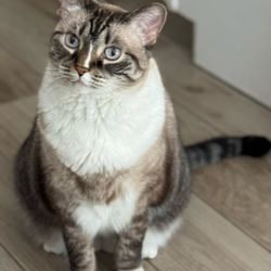 Humane Society of Pinellas - Luna Marie