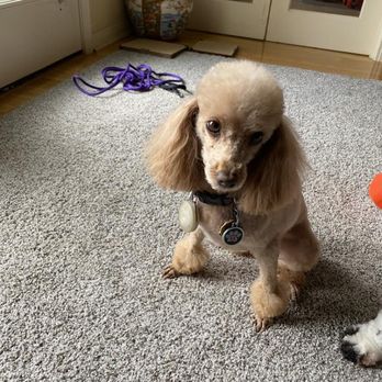 Ashley's Pet Artistry - As you see the pom-poms are not nice and clean cut well shape at all. - Pet Groomers Near Me - Salem, Oregon