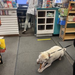 Pet People - Our Shar-pei TED enjoying his snack in the store