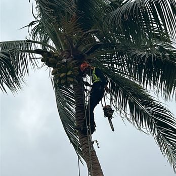 New Age Property Maintenance - Trimming up a coconut palm - Tree Services Near Me New Age Property Maintenance - Trimming up a coconut palm - Tree Services Near Me