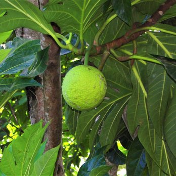 El Yunque Rainforest - Guava - Hiking Near Me - Luquillo, Puerto Rico El Yunque Rainforest - Guava - Hiking Near Me - Luquillo, Puerto Rico