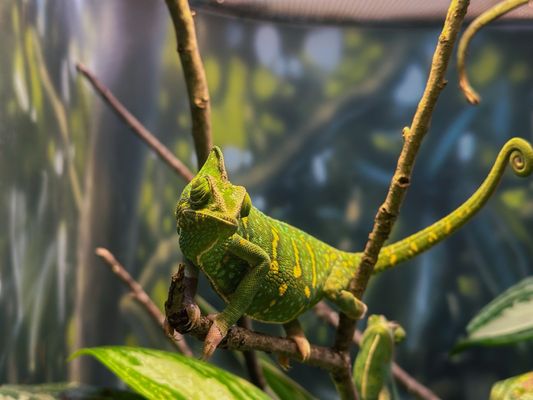 Fort Worth Zoo by null