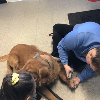 DIY Pet Grooms - Pet Groomers Near Me - Westerville, Ohio