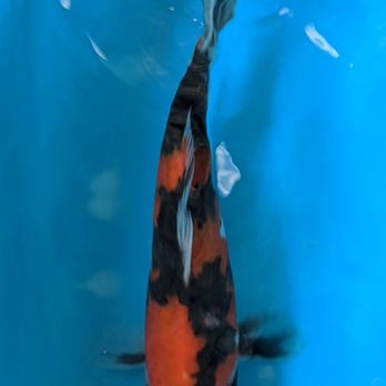 Demi Koi - Showa. - Local Fish Stores Near Me - Temple City, California Demi Koi - Showa. - Local Fish Stores Near Me - Temple City, California
