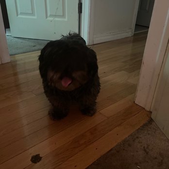 Petco - MY UNGROOMED HARMLESS DOG THAT THEY DENIED OVER 2 days after waiting WEEKS for my appt!!!!!!!!!! - Pet Stores Near Me - Lisbon, Connecticut