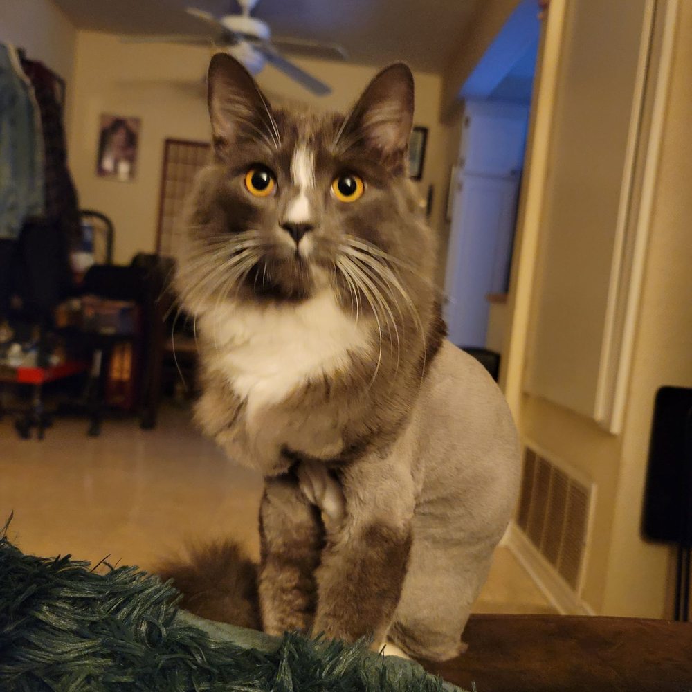Heavenly Paws - Fritz The Cat looking fresh and clean - Pet Groomers Near Me - Upland, California