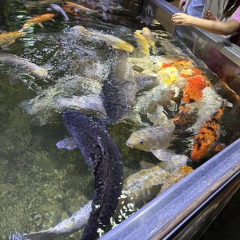 Austin Aquarium - Huge Koi Pond - Aquariums Near Me - Austin, Texas