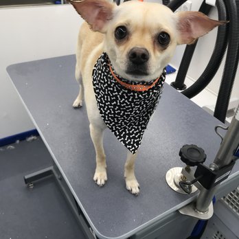 primped pooches mobile dog spa