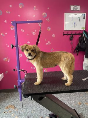 Doggy Style Salon by null