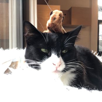 NEKO: A Cat Cafe - Themed Cafes Near Me - Seattle, Washington NEKO: A Cat Cafe - Themed Cafes Near Me - Seattle, Washington