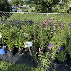 Gardening By Lisa Rose - More plants