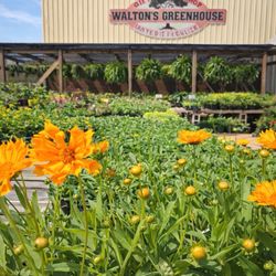 Walton's Greenhouse - Outside