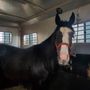 Photo of A & L Horse Transport