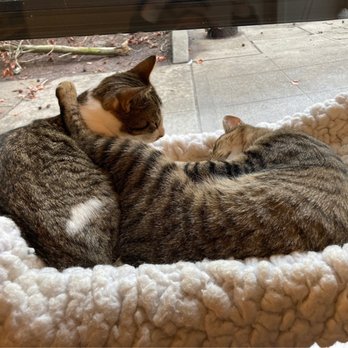 NEKO: A Cat Cafe - Themed Cafes Near Me - Seattle, Washington