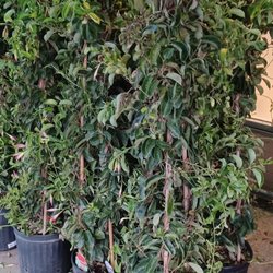 Giant Eagle - Please water these plants!
