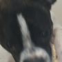 Photo of Kessler Pet and Home Sitting