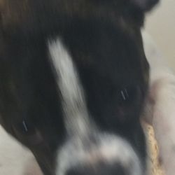 Kessler Pet and Home Sitting - Fun boy.