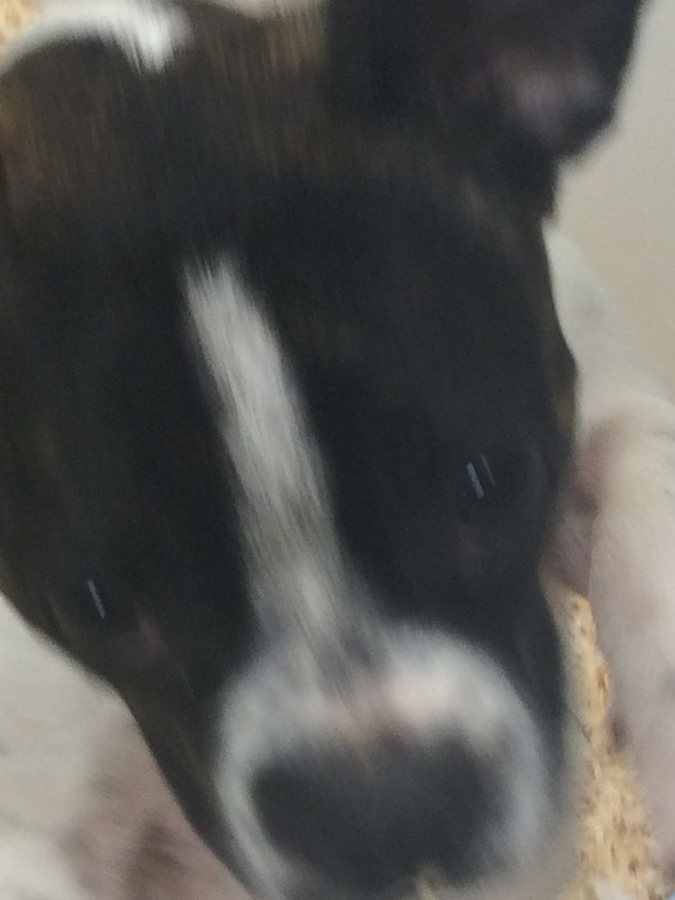 Kessler Pet and Home Sitting - pet boarding facility in Greenwich, CT