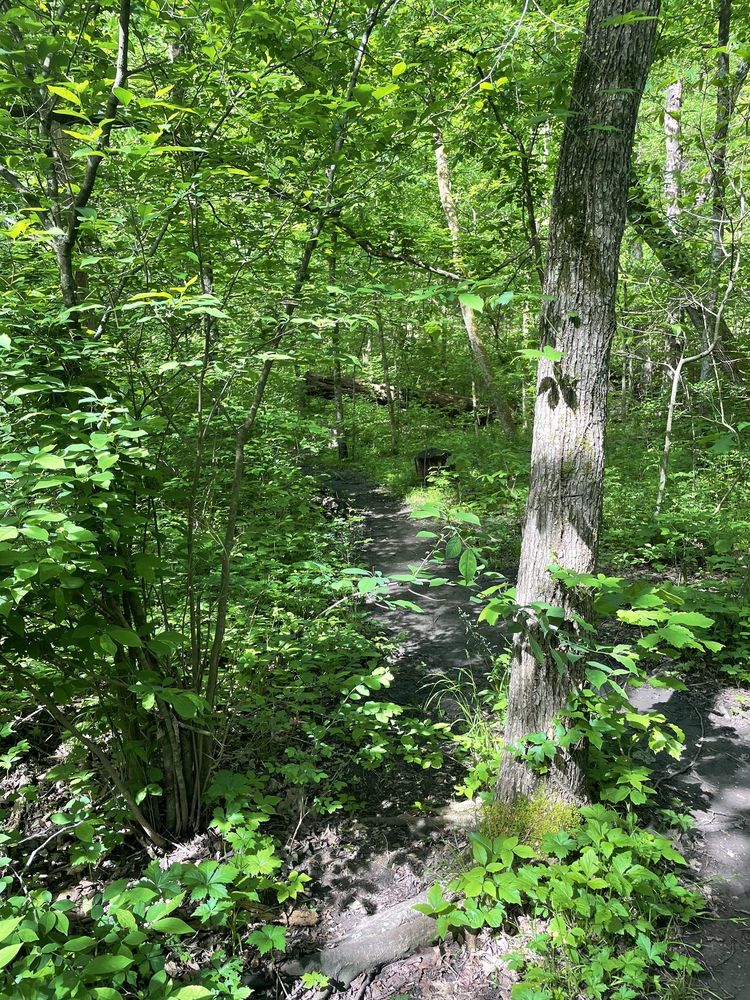 LAKESIDE FOREST WILDERNESS AREA Updated November 2024 90 Photos