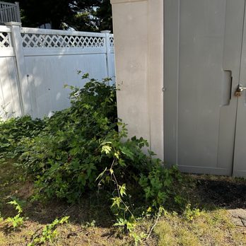 Felipe Landscaping - Before cleanup - Landscaping Near Me