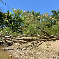 Pinewood Canoe & Camp
