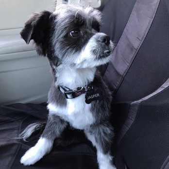 Canine Design Midtown - After being picked up from his trip to Canine Design Midtown! - Pet Groomers Near Me - Reno, Nevada Canine Design Midtown - After being picked up from his trip to Canine Design Midtown! - Pet Groomers Near Me - Reno, Nevada