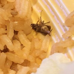 El Pueblo - Dead roach in rice