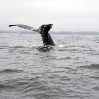 Oceanic Expeditions - Whale Watching Tours Near Me - Moss Landing, California